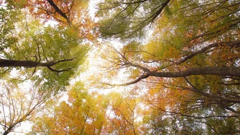 Into the autumn forest. Stock Footage 164348107