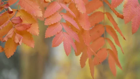 Autumn in the forest. Stock Footage 165073560