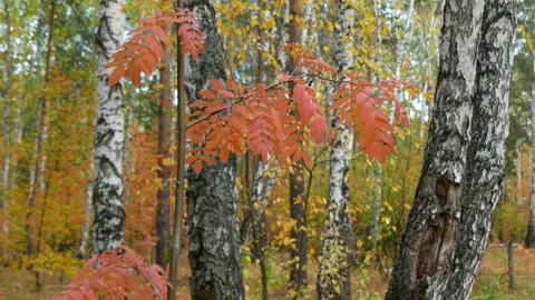 Autumn in the forest. Stock Footage 165073771