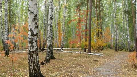 Autumn in the forest. Stock Footage 165073955
