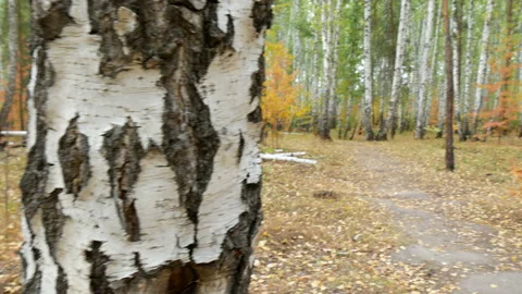 Autumn in the forest. Stock Footage 165074151