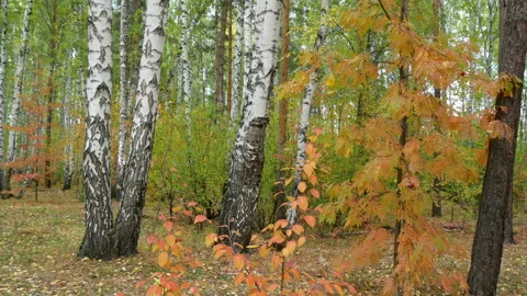 Autumn in the forest. Stock Footage 165074157