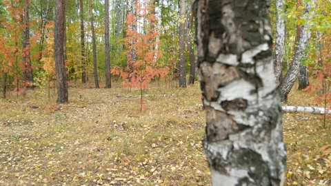 Autumn in the forest. Stock Footage 165074714