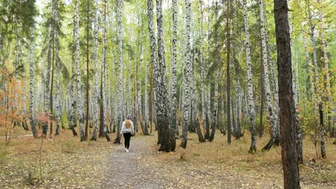 Autumn in the forest. Stock Footage 165157008