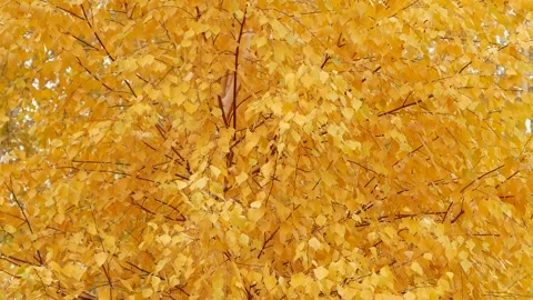 Autumn in the forest. Stock Footage 166702901