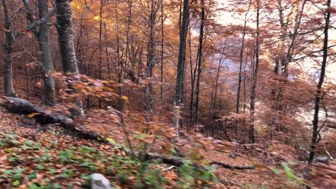 Autumn Forest Stock Footage 168838344