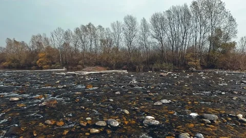 Autumn in the forest Stock Footage 209947732