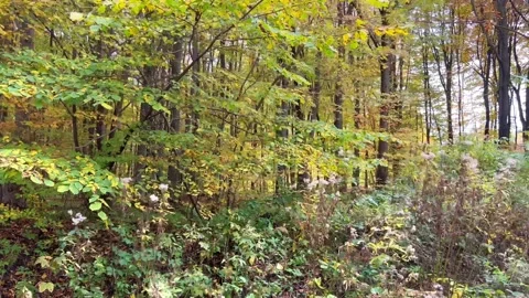 Autumn forest Stock Footage 219284807
