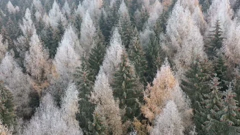 Autumn forest Stock Footage 229500203