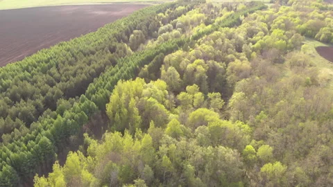 Autumn forest Stock Footage 242268460