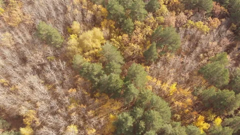 Autumn forest Stock Footage 242322912