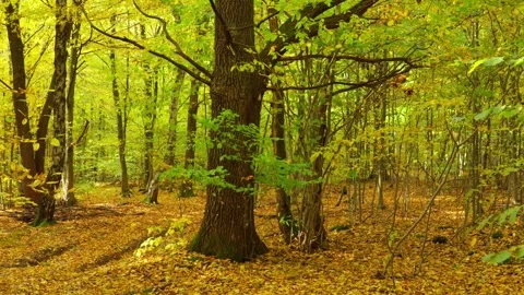 Autumn forest Stockbeeldmateriaal 253743748