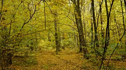 Autumn forest Stockbeeldmateriaal 253743764