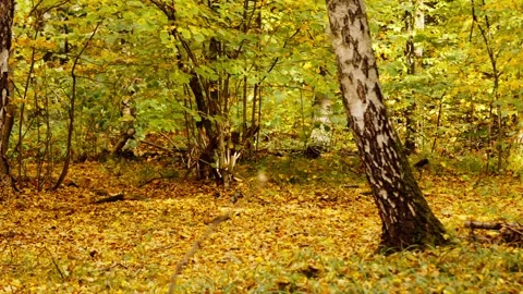 Autumn forest Stockbeeldmateriaal 253743766