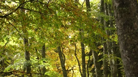 Autumn Forest. Stock Footage 254525554