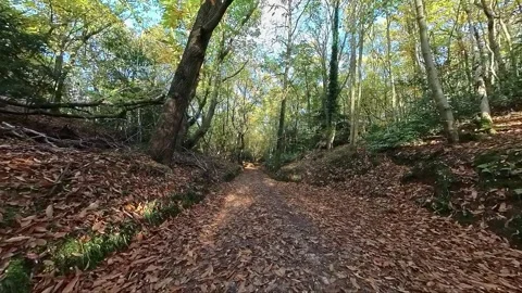 Autumn forest Stock-Footage 255512465