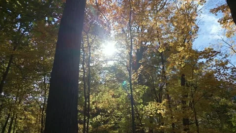 Autumn forest Stock Footage 263498851