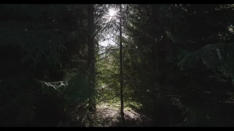 Autumn forest Stock Footage 288034889