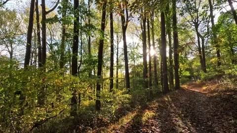 Autumn Forest Stock Footage 288045503