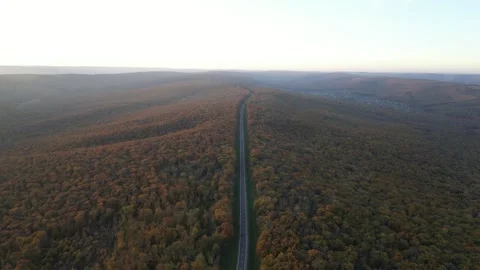 Autumn at Forest Stock Footage 290043450
