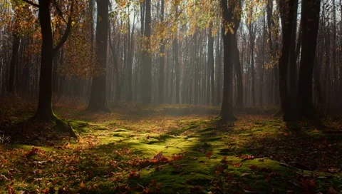 Autumn forest Video stock 309932446