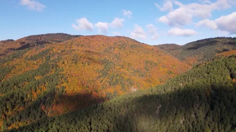 Autumn Forest Stock Footage 332905389