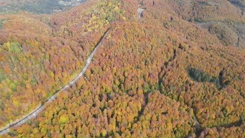 Autumn Forest 스톡 동영상 333180997