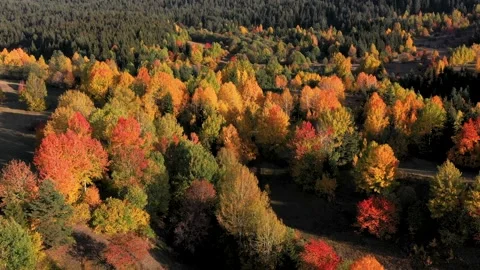 Autumn Forest Vídeo Stock 334790017