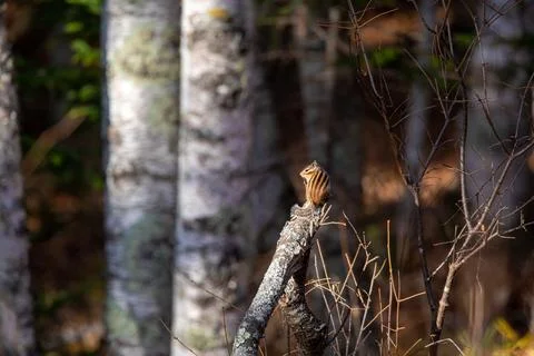 Autumn forest. A forest chipmunk sits on a branch Stock Photos