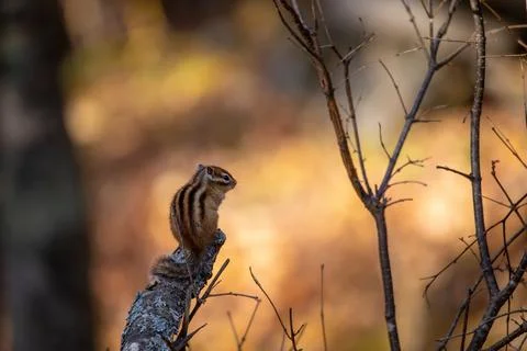 Autumn forest. A forest chipmunk sits on a branch Stock Photos