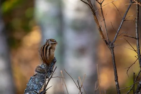 Autumn forest. A forest chipmunk sits on a branch Stock Photos
