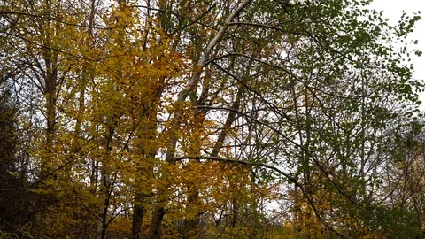 Autumn forest. Forest in the mountains. Stock Footage 97450660