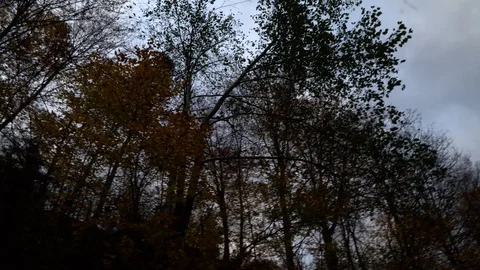 Autumn forest. Forest in the mountains. Stock Footage 97451283