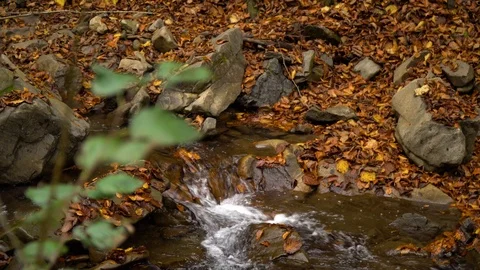 Autumn forest. Forest in the mountains. Mountain river. Stream with cold water. Stock Footage 97450481