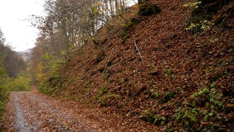 Autumn forest. Forest in the mountains. Mountain river. Stream with cold water. Stock Footage 97453555