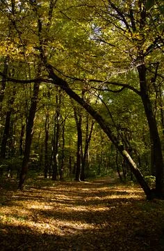 Autumn forest. Forest path between trees with yellow leaves. Stock Photos