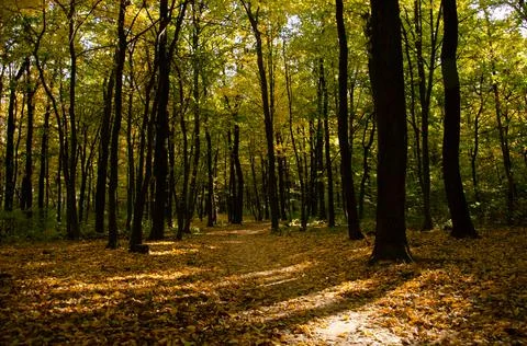 Autumn forest. Forest path between trees with yellow leaves. Stock Photos