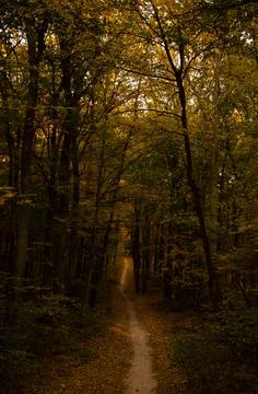 Autumn forest. Forest path between trees with yellow leaves. Stock Photos