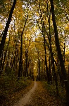 Autumn forest. Forest path between trees with yellow leaves. Foto stock