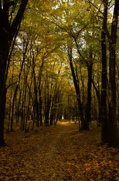 Autumn forest. Forest path between trees with yellow leaves. Stock Photos