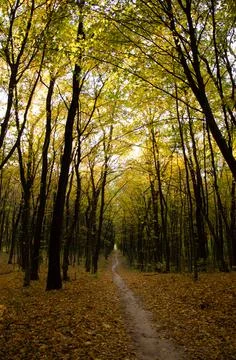 Autumn forest. Forest path between trees with yellow leaves. Stock Photos