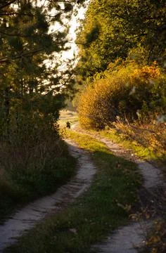 Autumn forest. Forest path between trees with yellow leaves. Stock Photos