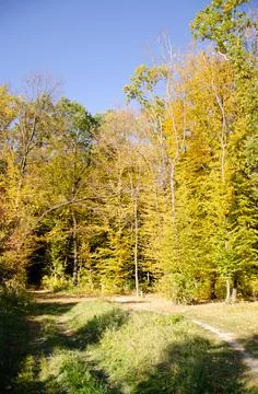Autumn forest. Forest path between trees with yellow leaves with copy space. Stock Photos