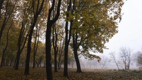Autumn forest. Forest pathway through the autumn forest. Fotos Stock