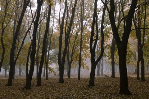 Autumn forest. Forest pathway through the autumn forest. Stock Photos