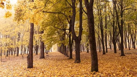 Autumn forest. Forest pathway through the autumn forest. Stock Photos