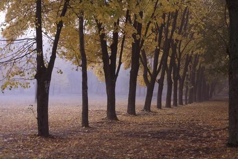 Autumn forest. Forest pathway through the autumn forest. Stock Photos