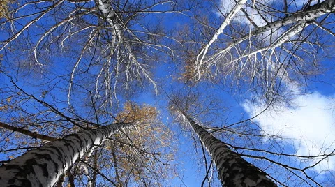 Autumn Forest. Forest Treetops. Stock Footage 42915857