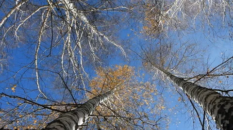 Autumn Forest . Forest Treetops. Stock Footage 43058165