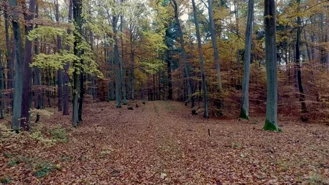 Autumn forest full of trees arranged in a stack in Poland, Europe Stock Footage 73808096